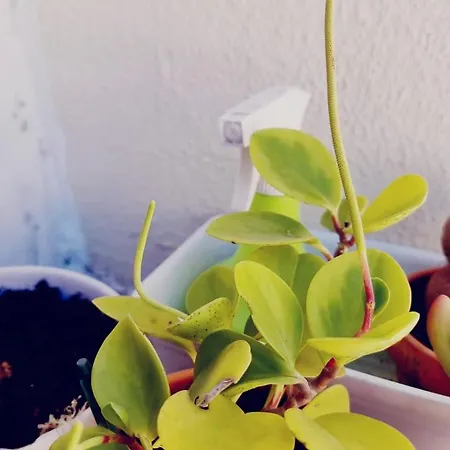 公寓 Charming To Rent Lisboa